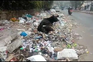 open garbage dumping due to mcd workers strike