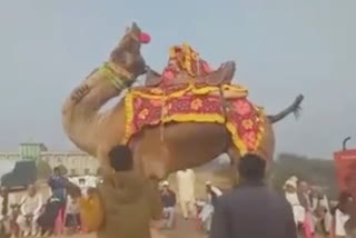 Camels participate tractor parade