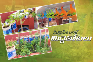 terrace gardening by employees in siddipet