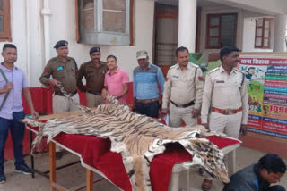 smuggler arrested with tiger skin