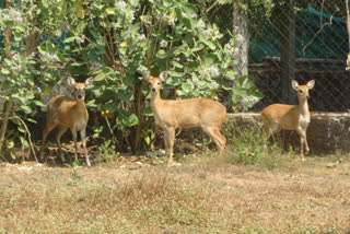 ચૌસિંગા હરણ