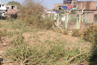 trees are being cutting in rajnandgaon