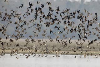 145 Birds dead by Bird flu infection in Rajasthan