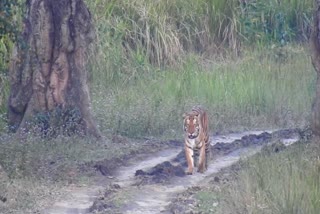 scene-of-a-captive-tiger-on-camera-kaziranga-national-park