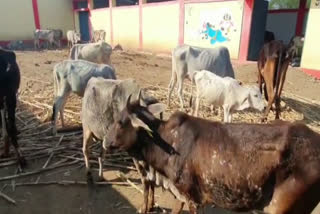 Police caught truck full of cows