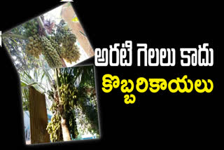 coconut-plant-have-seven-hundred-coconuts-at-balijapalii in kadapa ap