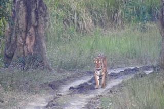 Royal Bengal tiger captured on camera at Kaziranga