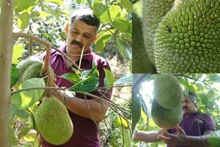 ചക്ക വിളവെടുപ്പും ഫാമും  ശ്രദ്ധേയനായി പൊലീസുകാരൻ  മുഹമ്മദ്  jack fruit harvest in ernakulam  വിയറ്റ്നാം ഏർലി പ്ലാവ്  Vietnam Early jackfruit tree  ernakulam jack fruit