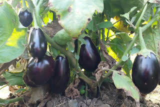 farmers started cultivating janak brinjal in lucknow