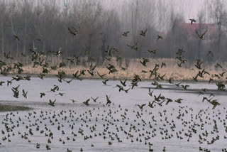 South Korea culled nearly 22 million farm birds in 2 months due to bird flu  പക്ഷിപ്പനി; ദക്ഷിണ കൊറിയയിൽ 22 ദശലക്ഷം പക്ഷികളെ കൊന്നു  പക്ഷിപ്പനി  ദക്ഷിണ കൊറിയ  ദക്ഷിണ കൊറിയ പക്ഷിപ്പനി  നോർത്ത് ജിയോള  ജിയോള  South Korea culled nearly 22 million farm birds due to bird flu  South Korea  bird flu  bird flu in South Korea