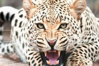 40-year-old woman killed by leopard in Uttarakhand  പുള്ളിപ്പുലിയുടെ ആക്രമണത്തില്‍ സ്‌ത്രീ കൊല്ലപ്പെട്ടു  ഉത്തരാഖണ്ഡ്  പുള്ളിപ്പുലി ആക്രമണം  Uttarakhand  leopard  leopard attack  leopard attack in utharakhand  leopard attack latest news  പുള്ളിപ്പുലി ആക്രമണം വാര്‍ത്തകള്‍