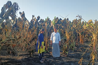 4 acre banana orchard burnt in Beluguppa