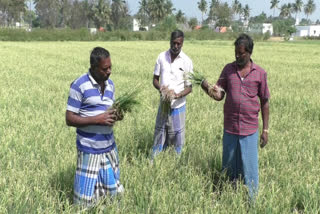 சின்ன வெங்காயத்தில் புதிய வகை நோய் தாக்குதல்