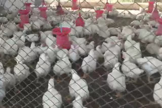 200 hens died in junnar pune