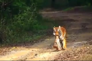 tiger