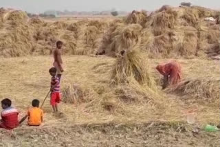 Negligence in Paddy procurement in Kaimur