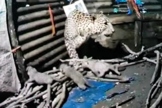 Leopard in Ramnagar