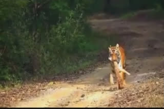 Video of tiger carrying fawn in its mouth goes viral