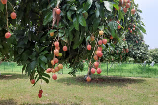 china-litchi-gardens-are-growing-in-muzaffarpur