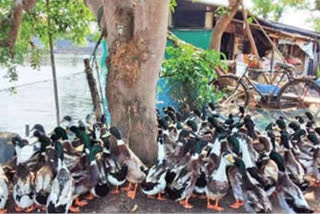 bird flu  bird flu kerala  bird flu alappuzha  collector lifted ban on poultory products  പക്ഷിപ്പനി  ആലപ്പുഴ  ആലപ്പുഴ ജില്ലാ വാര്‍ത്തകള്‍  മുട്ട,ഇറച്ചി എന്നിവയുടെ വിപണന നിരോധനം പിന്‍വലിച്ചു