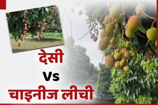 China litchi gardens are growing in Muzaffarpur