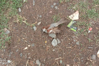 Dead bird found in housing board colony
