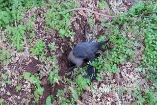 Sensation due to crow dead