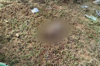 Dead body of newborn found in bushes