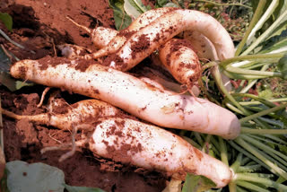 big-size-radish-in-vishaka in andhra pradesh