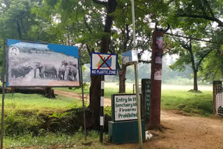 elephant died in PTR area in latehar