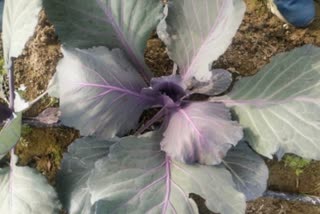 Red cabbage