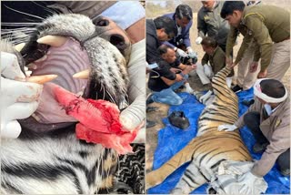 injured tigress riddhi treatment, tigress riddhi tranquilized