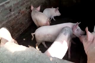 As_baksa-man-pork-farm_vis_as10029