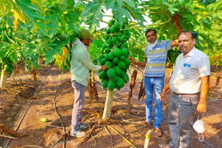 The farmer is not the only farmer who grows crops in the field