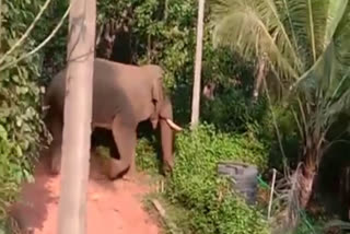 wild-elephant-found-in-sullia