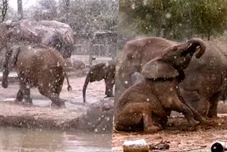 Elephants have unforgettable day in Arizona snow