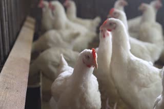 poultry products import