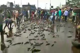 people-looted-fish-after-overturning-a-vehicle-full-of-fish-in-raipur