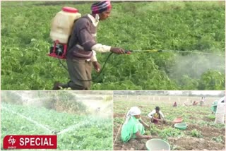 agricultural-scientists-say-farmers-use-national-pesticides-for-vegetables