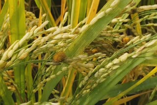 paddy fruit disease