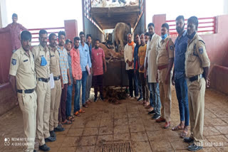 Members of the Yugathulasi Foundation, Srirama Yuvasena, who rescued 125 cows