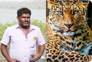 leopard-attack-on-three-man-dot-all-are-escaped-from-hunt