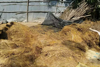 Only 25 thousand metric tons of paddy purchase in Kishanganj