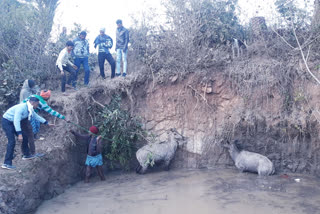 nilgai fell into the well in palamu