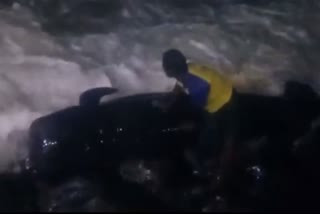12 foot long whale stranded in Tiruvottiyur shore