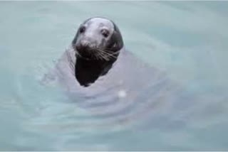 viral video of seal fish har ki paidi