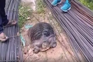 Large turtles rescued from Badambadi area in Cuttack