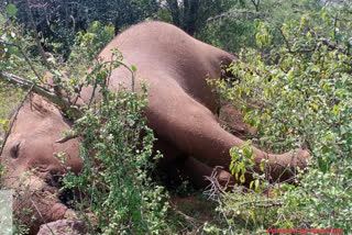 Female elephant death