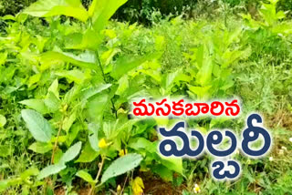 నాగర్​కర్నూల్​ జిల్లాలో వెలవెలబోతున్న మల్బరీ సాగు