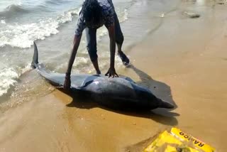 thangasseri dolphin dead  thangasseri news  dolphin dead  ഡോള്‍ഫിൻ  തങ്കശേരി വാര്‍ത്തകള്‍  തങ്കശേരിയില്‍ ഡോള്‍ഫിൻ